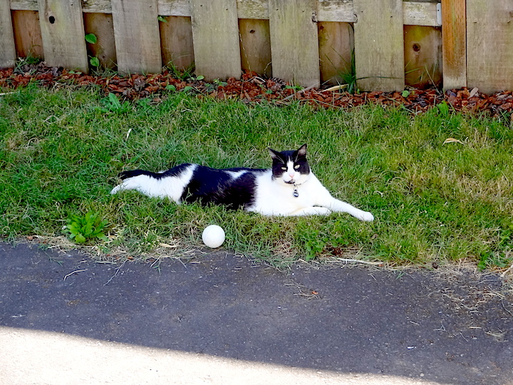 Playing with a ball like a dog