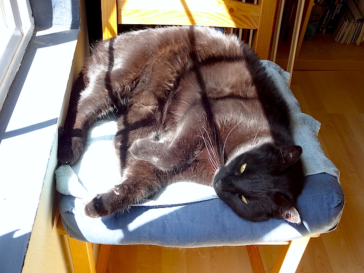 "Why shouldn't I sleep all day by the window?"