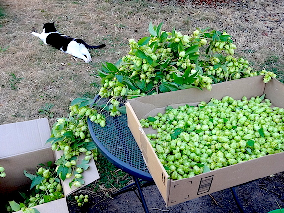 Harvested August 28