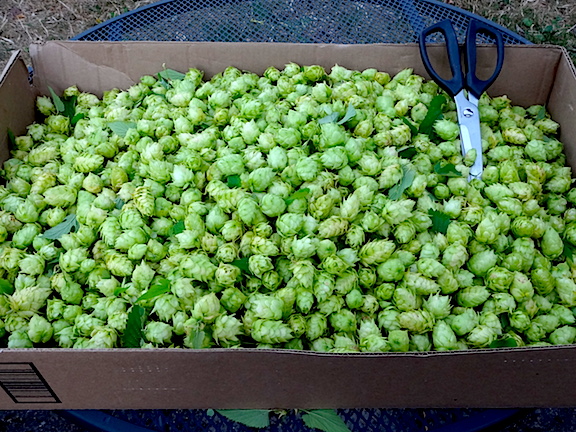 Hops ready to dry