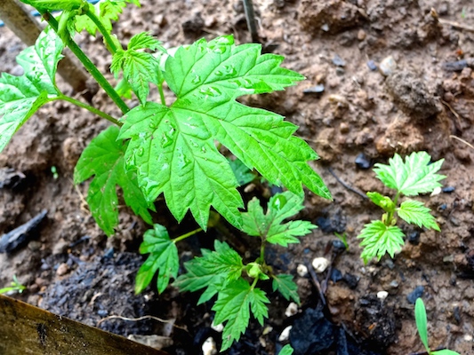 Hop plant in April