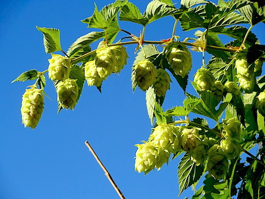 Centennial hops ready to harvest