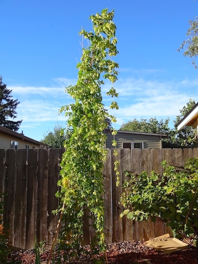 Hop plant in August on 12 foot bamboo trellis