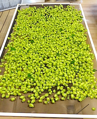 Hops drying