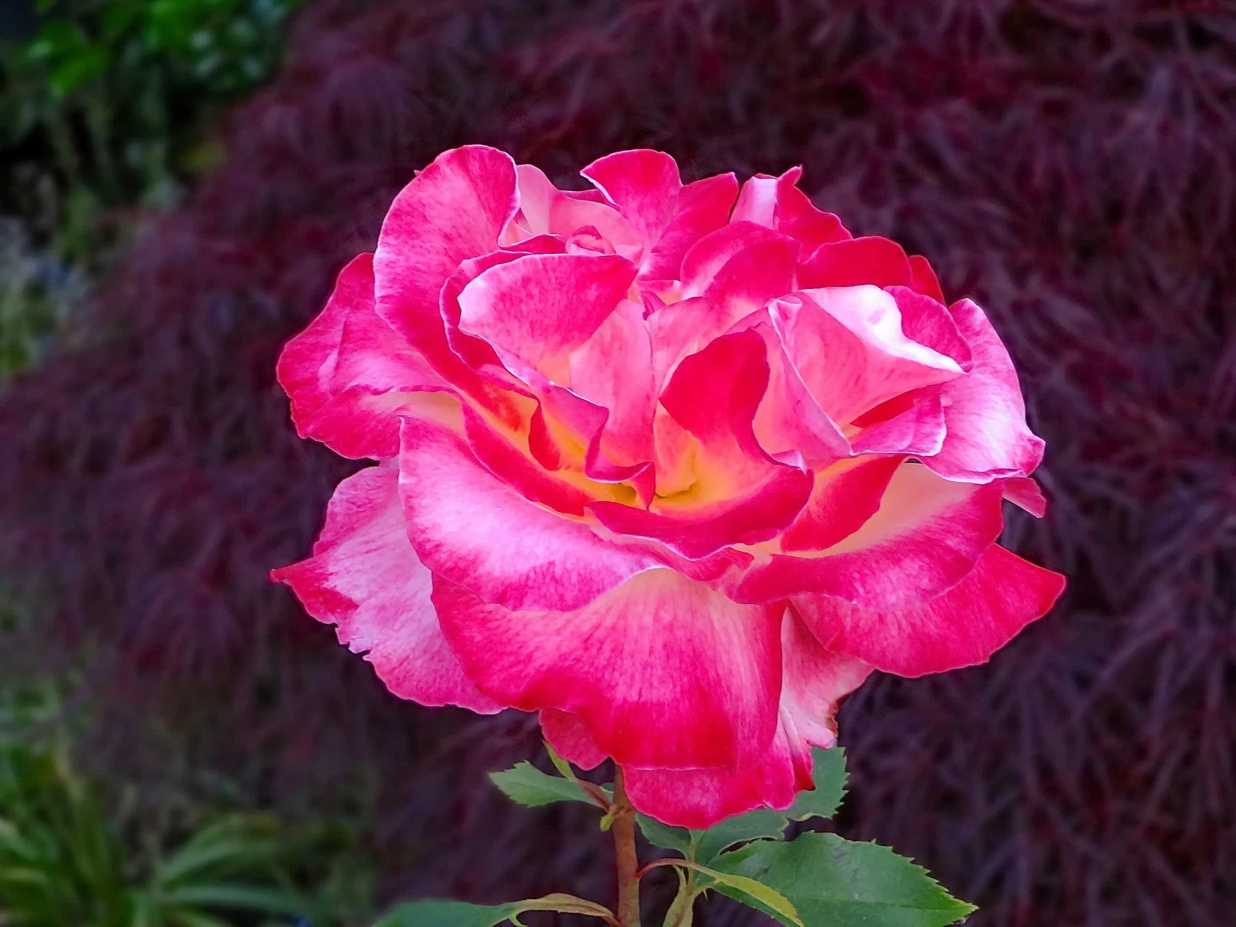 A Rose City rose