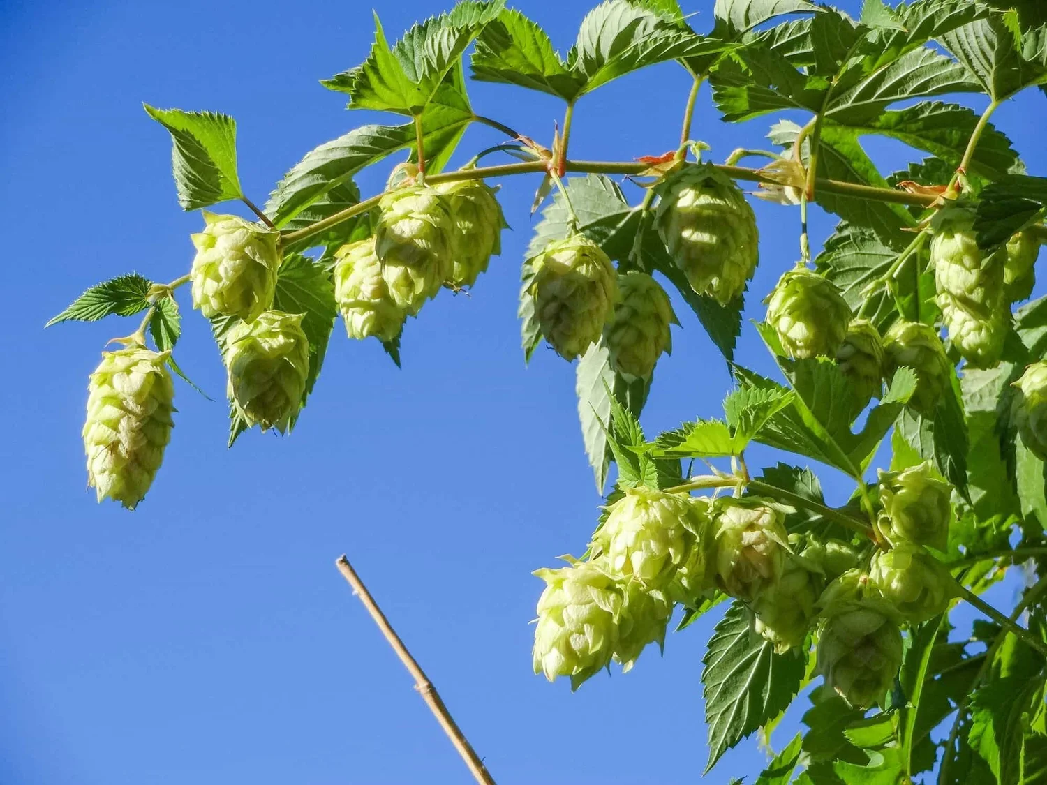 Eien Hunter-Ishikawa - Growing hops at home