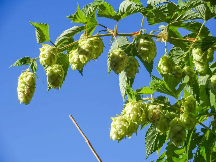 Eien Hunter-Ishikawa - Growing hops at home