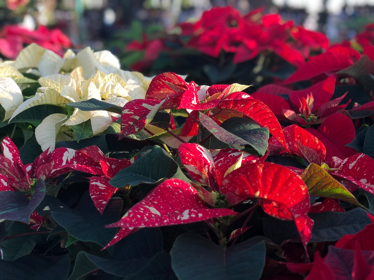 Red-White-Speckled-Poinsettia-Plants.jpg