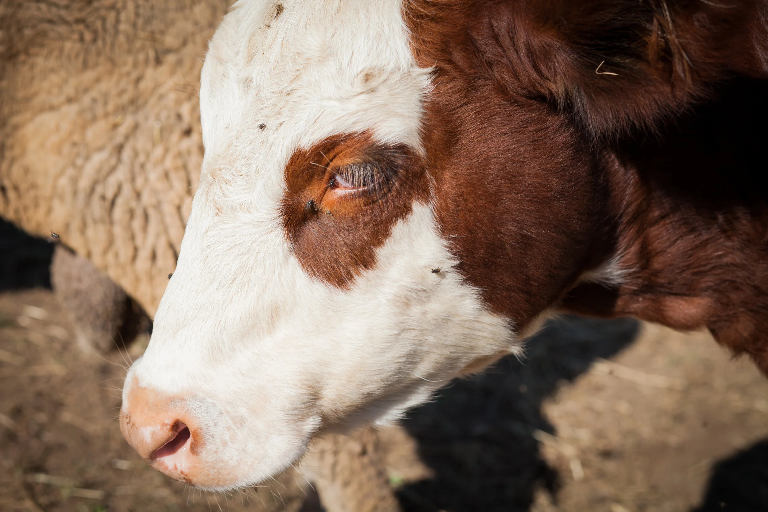 20111112-20111112_sunnyside_farm_011-1.jpg