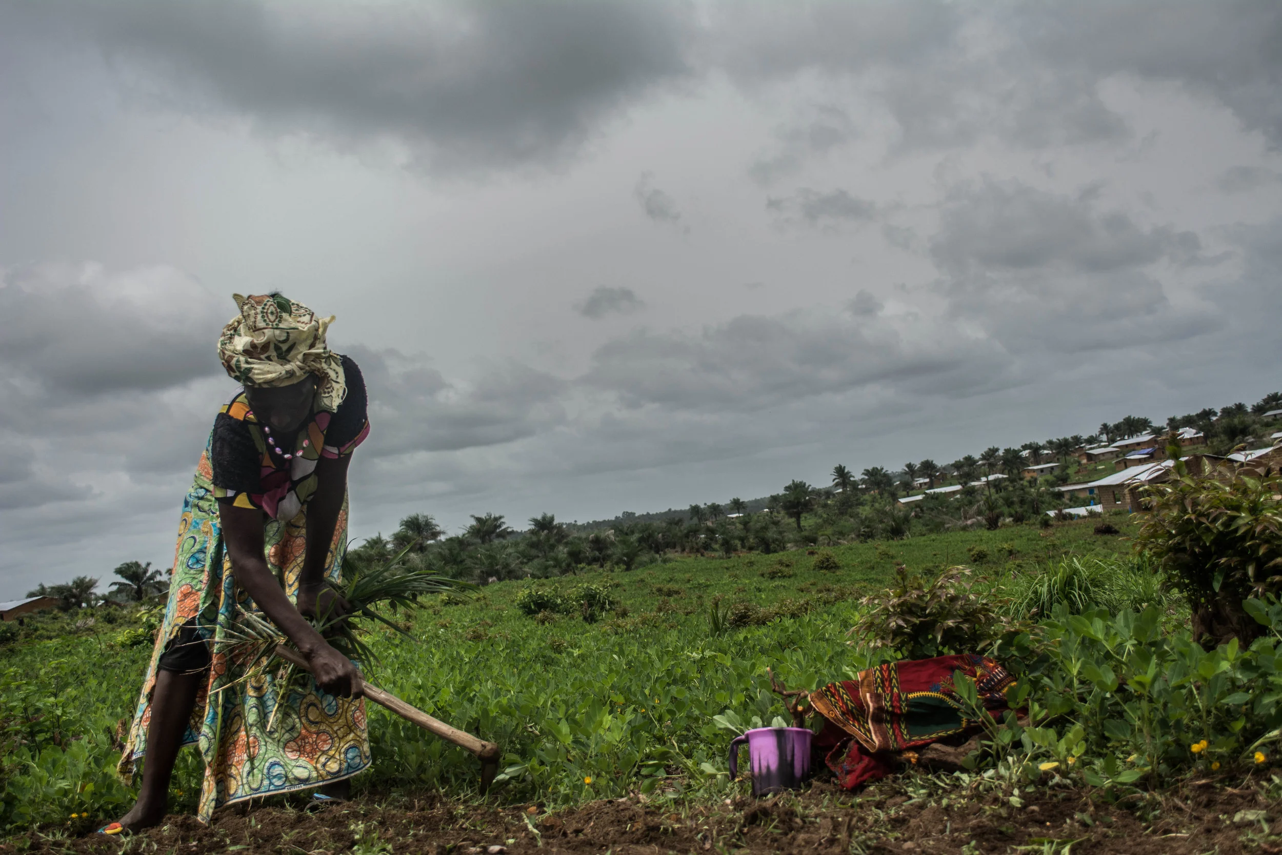  A woman in Mansantigie village weeds her groundnut fields. Ebola has made it harder to make ends meet. 