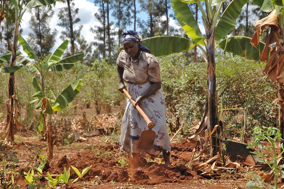 Kenyan farmers are adapting to climate change in the district of Embu, as a farmer prepares her maize plot for planting (CIMMYT)