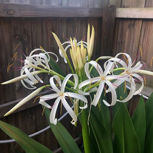 The poison bulb (spiderlilly) is blooming.