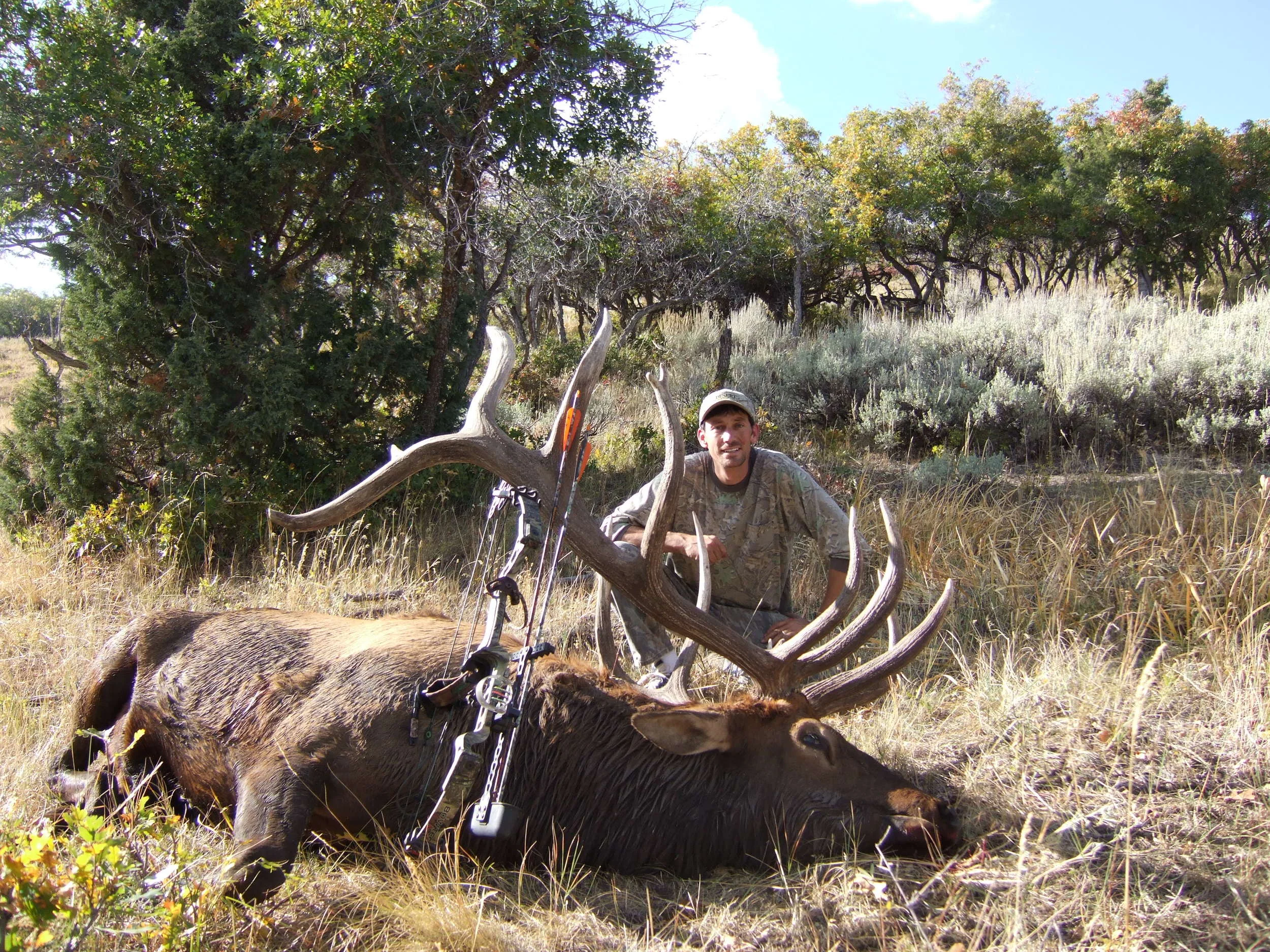 08 bull elk 001.jpg