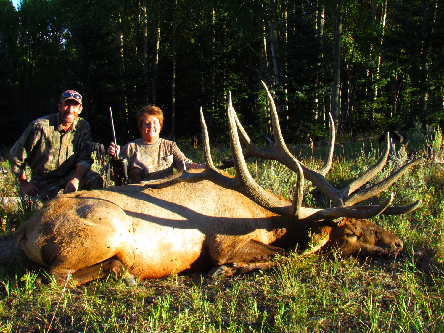 470 inch typical bull elk 