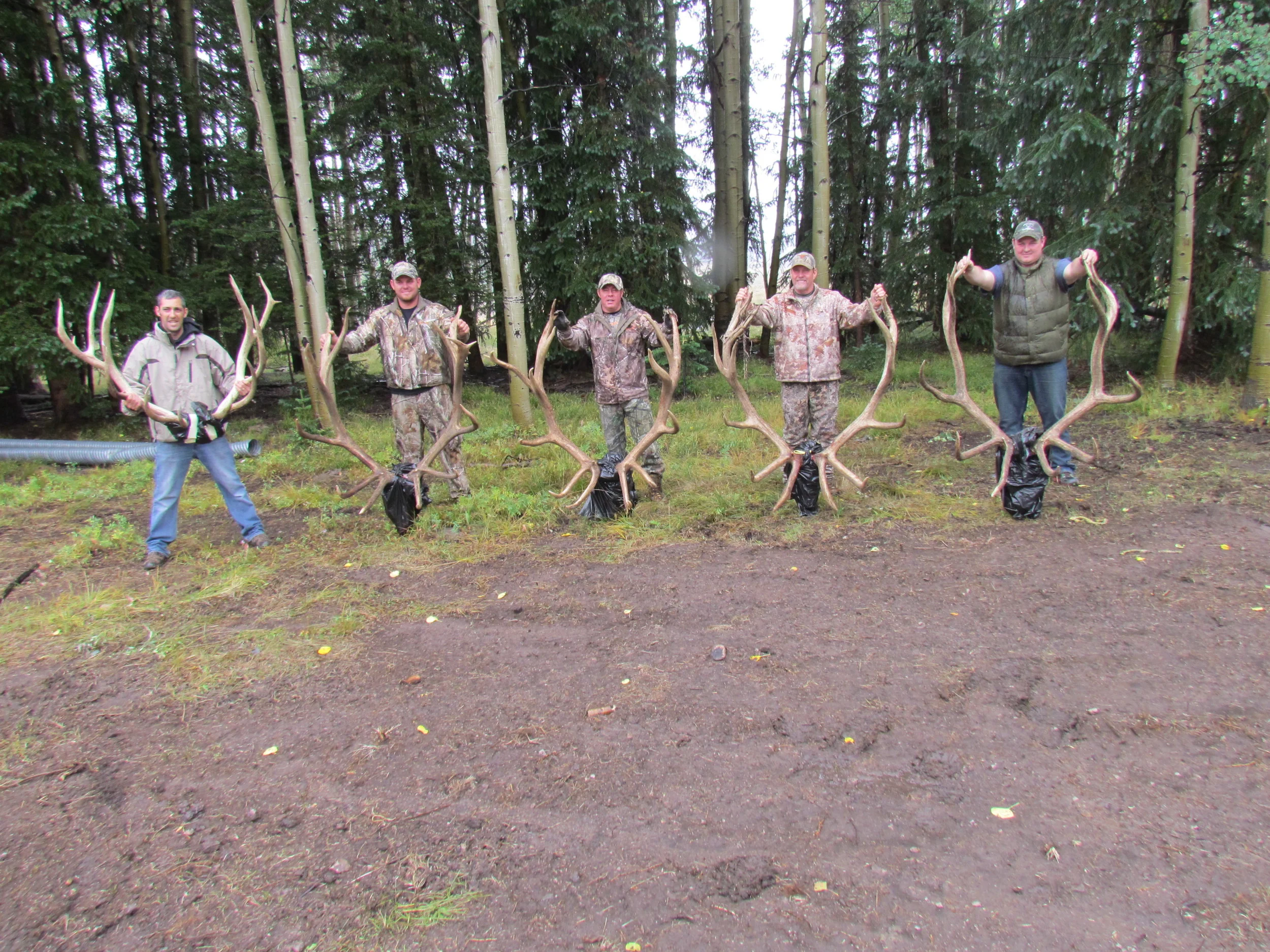 2014 elk 130.JPG
