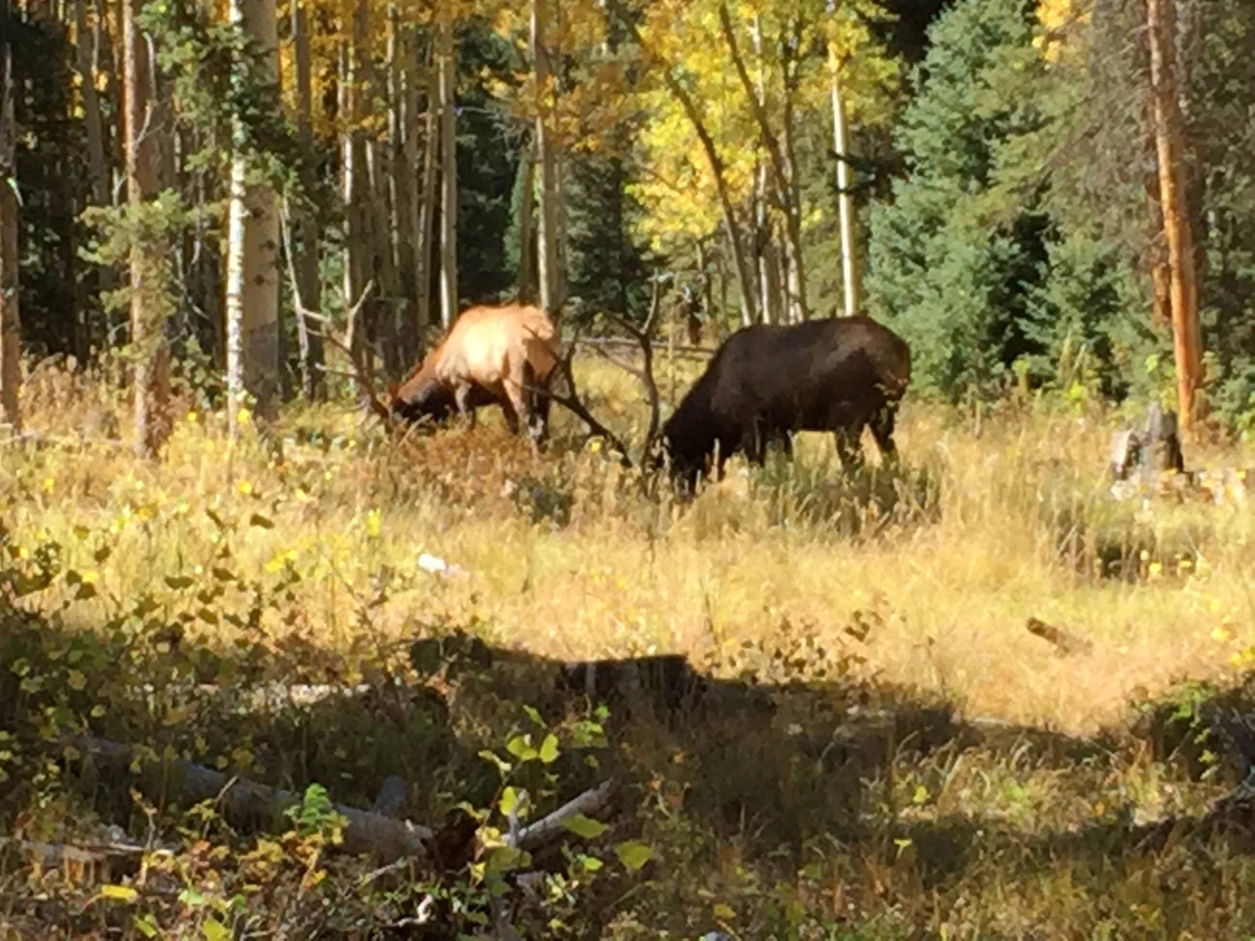2015 elk hunts 1288.JPG