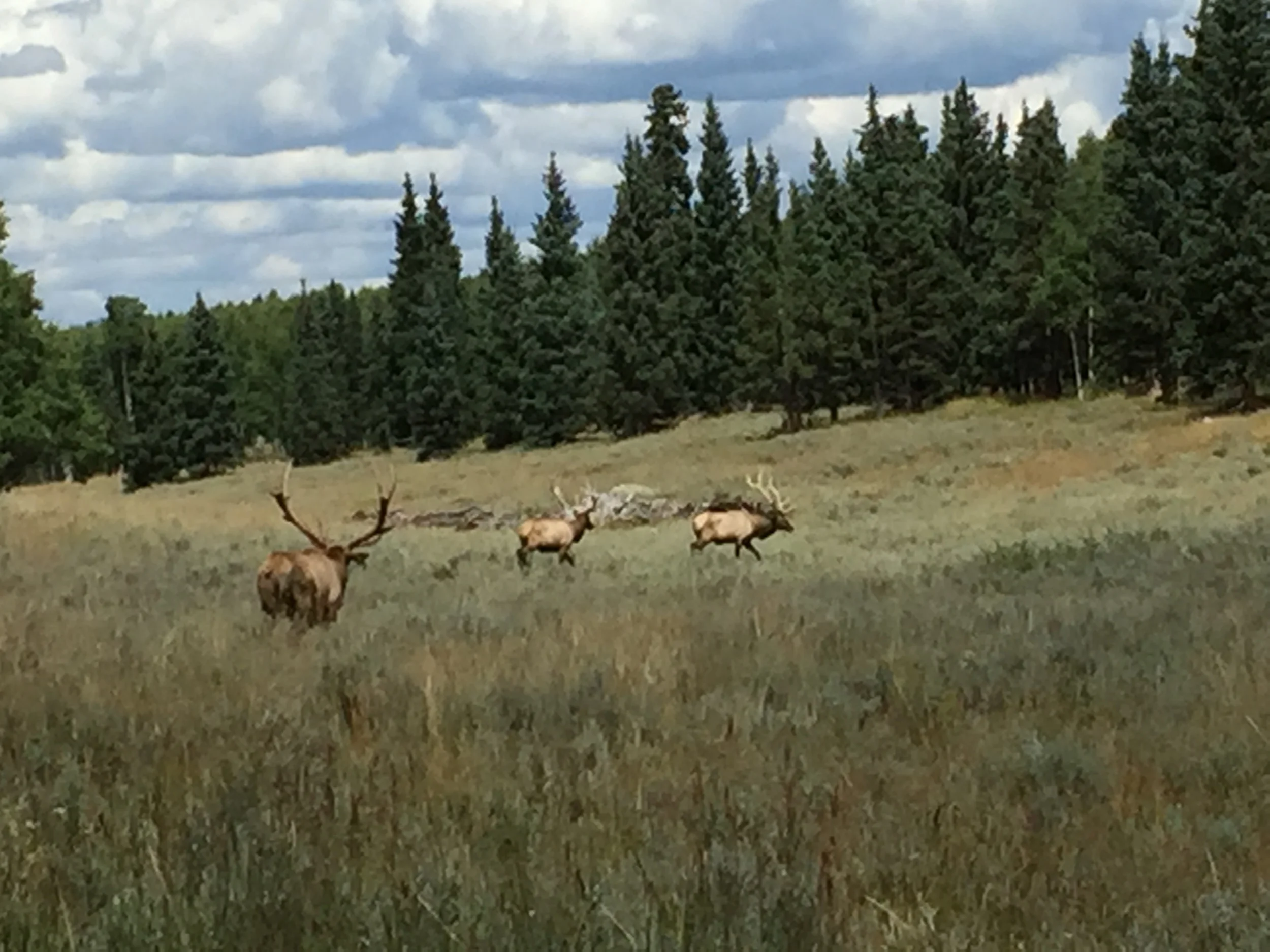 2015 elk hunts 411.JPG