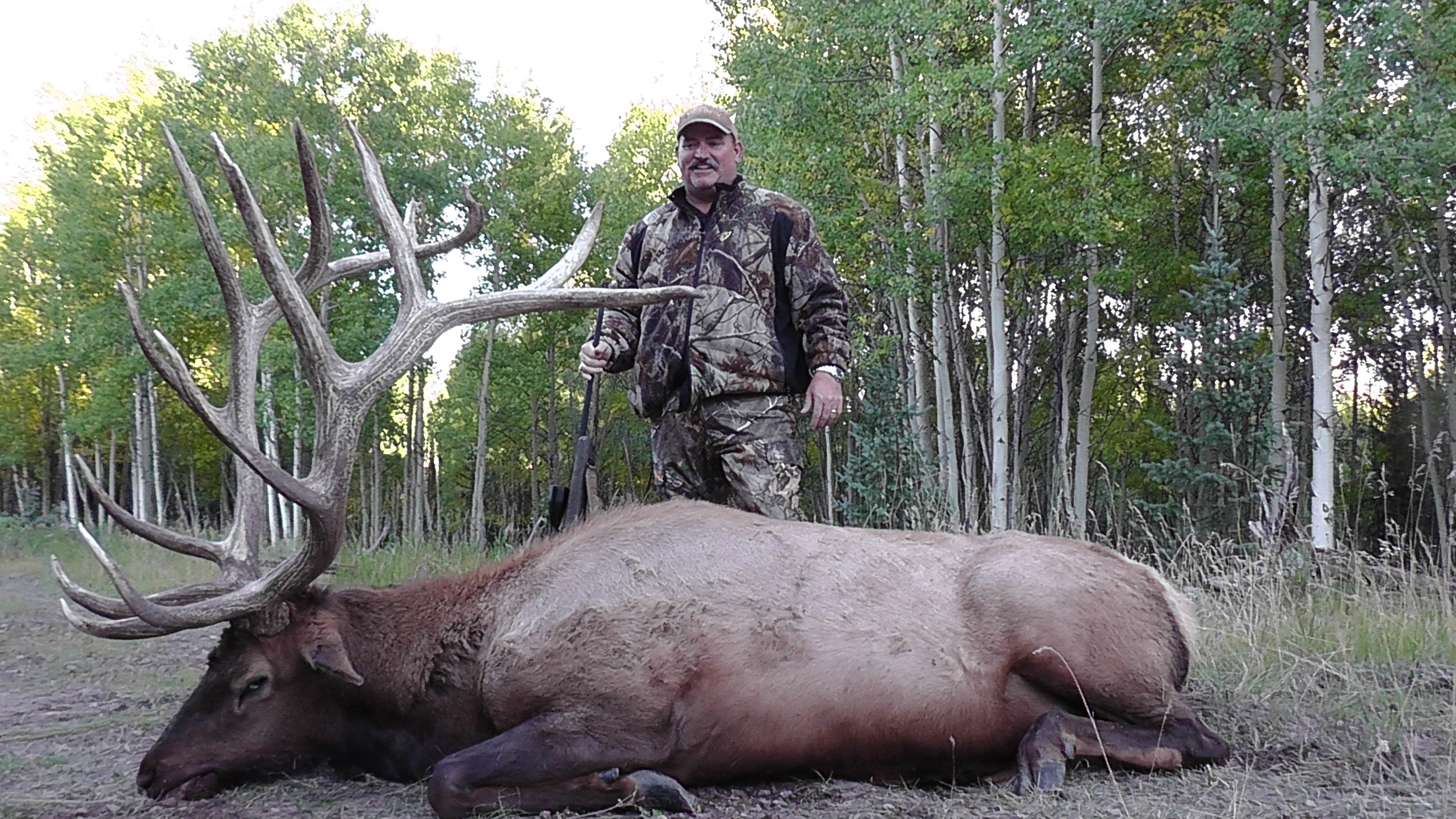 Trophy Elk Bull