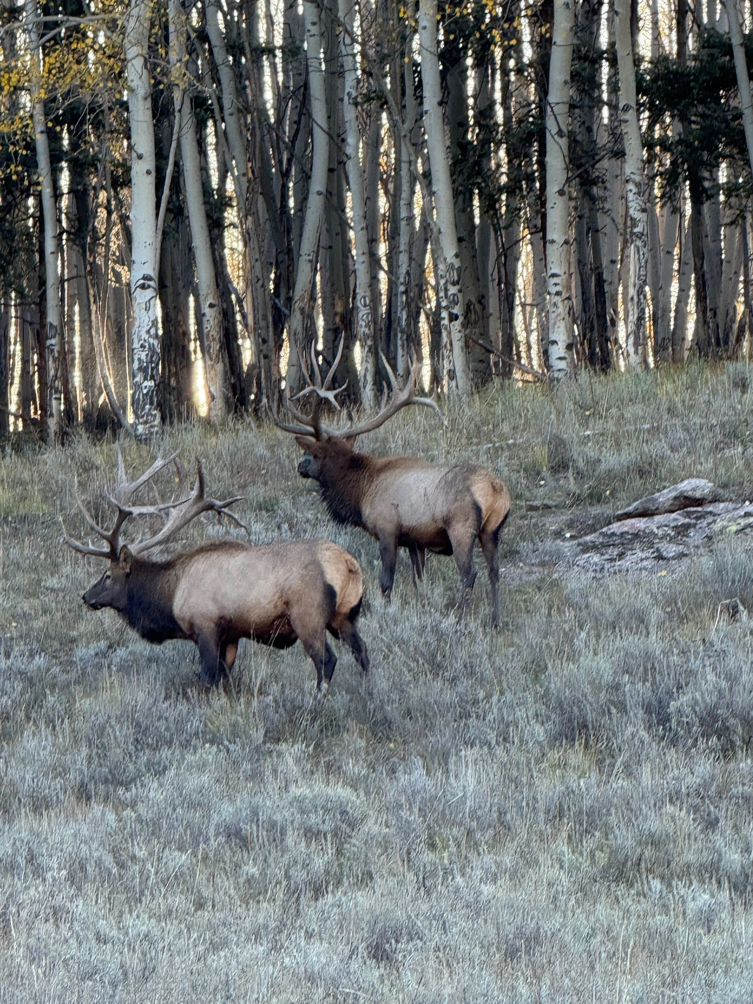 COLORADO TROPHY ELK HUNTS AT BULL BASIN RANCH COLORADO TROPHY BULL ELK ...