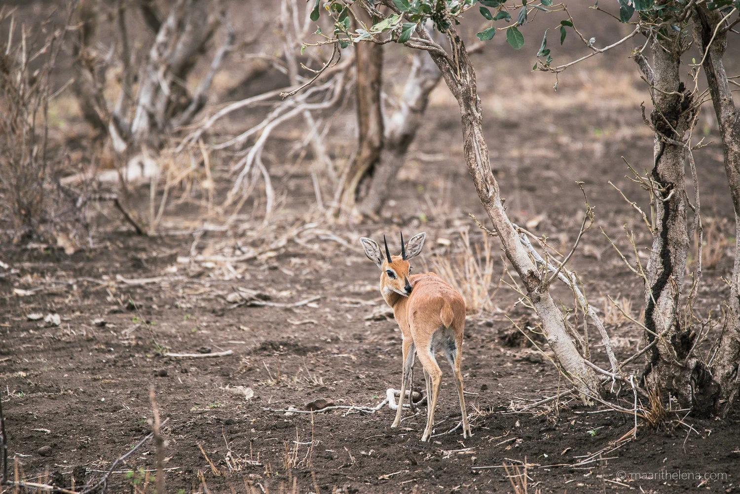 DSC_6974.jpg