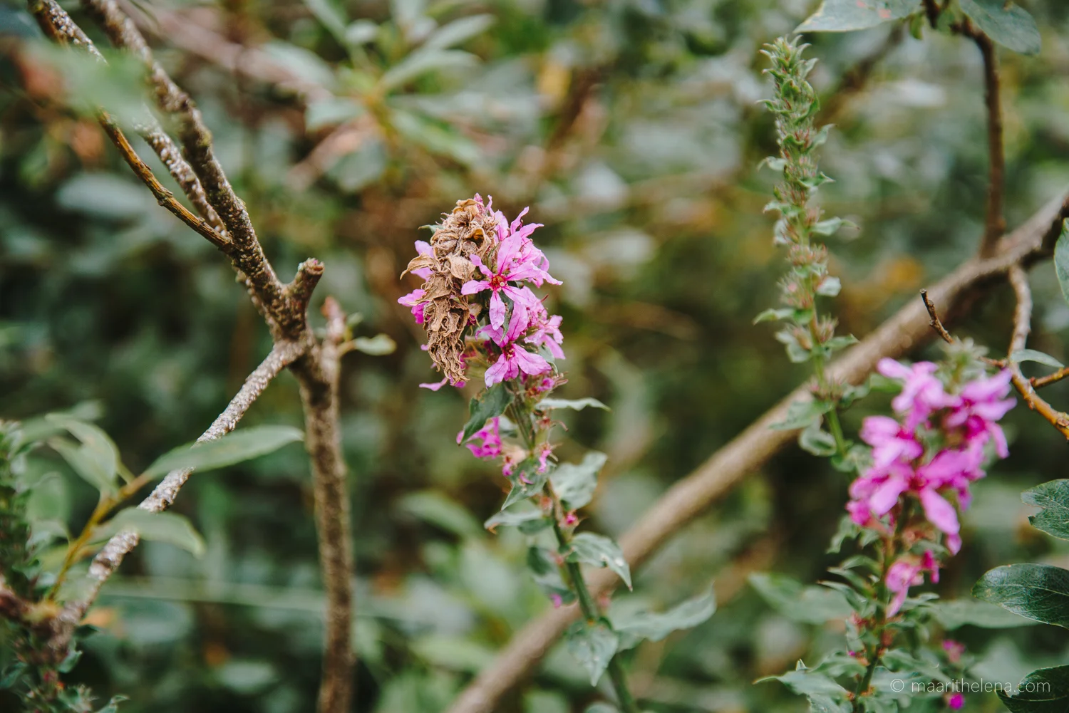 DSC_7804.jpg
