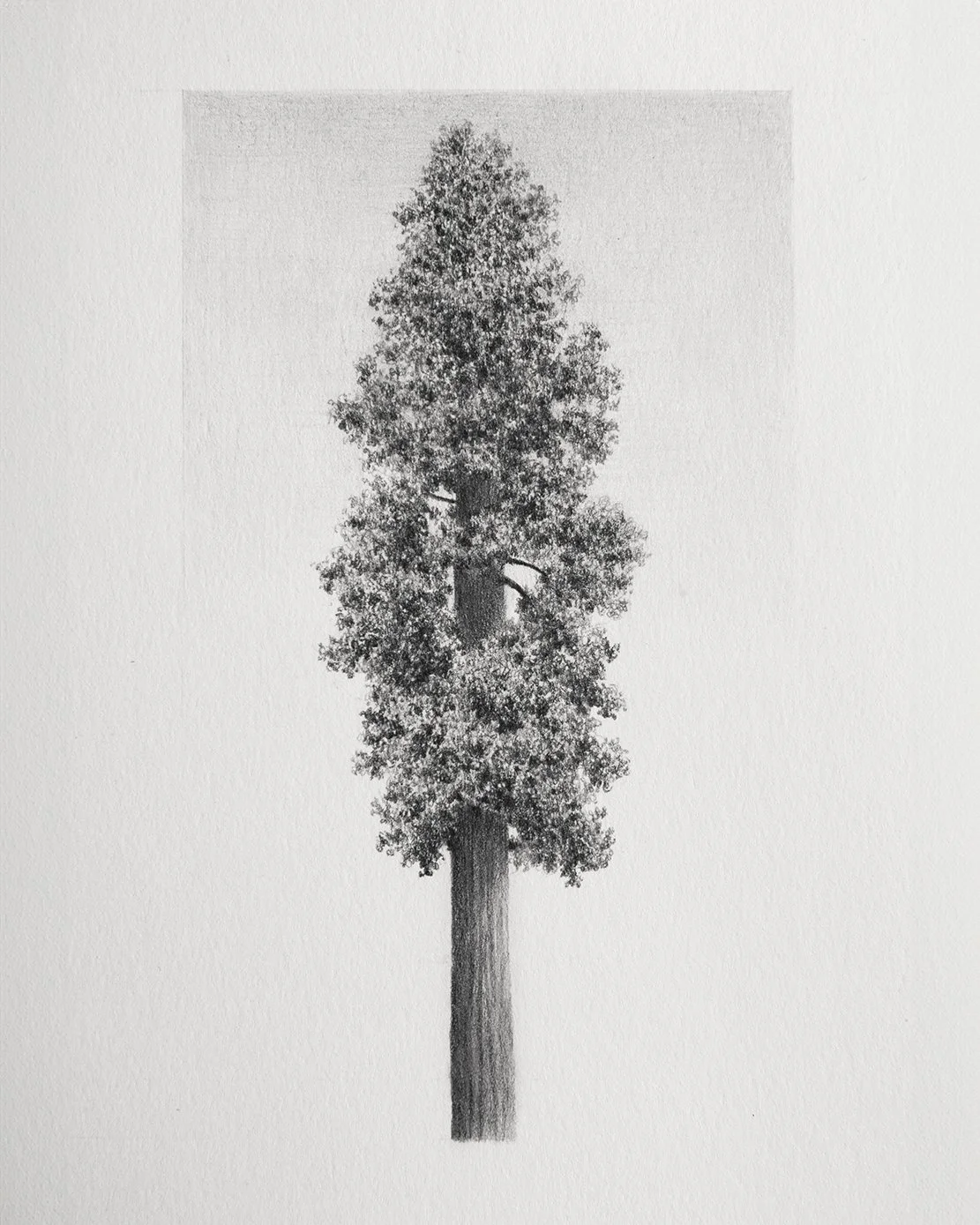 8x10 tree copy.jpg