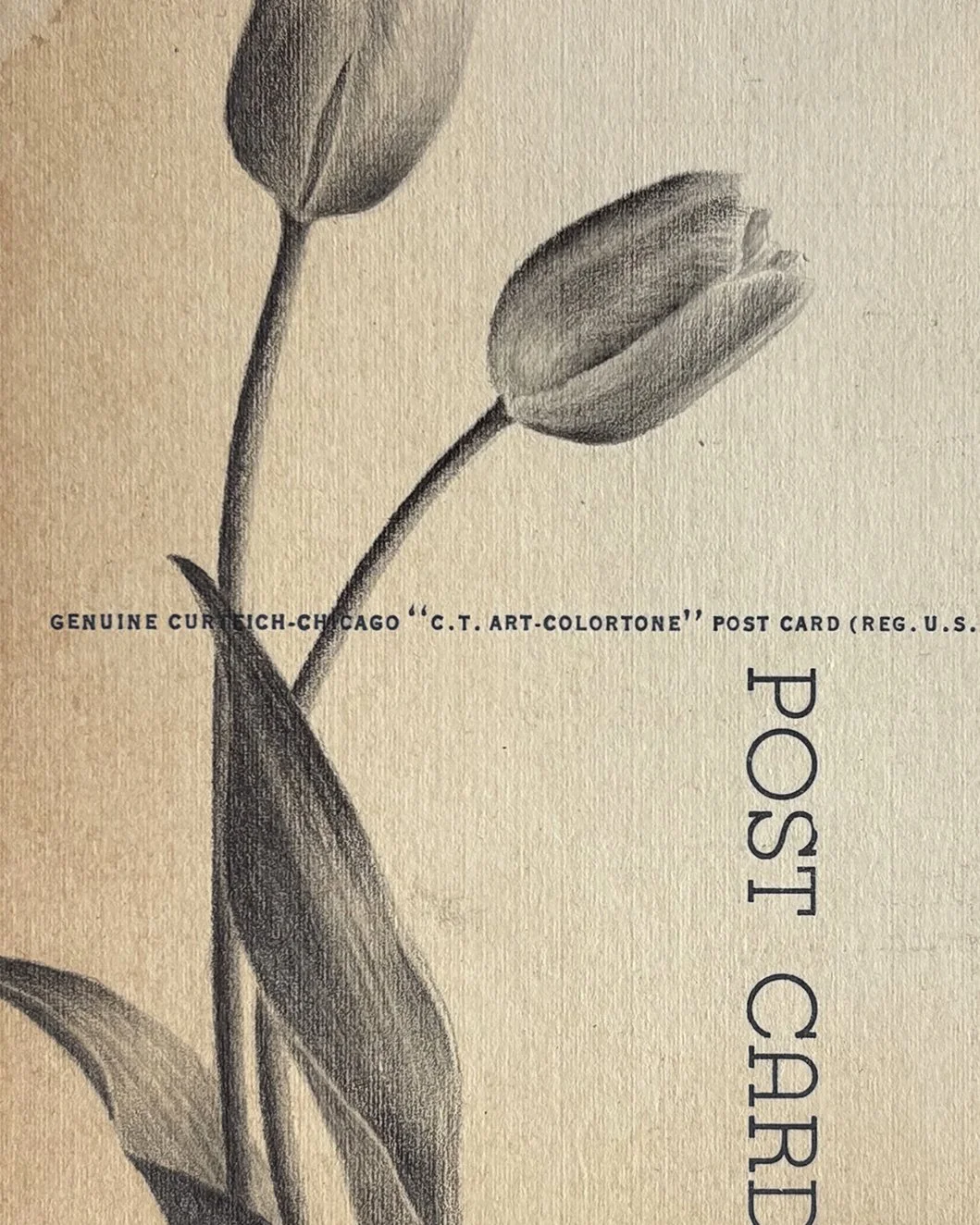 IMG_2057 copy 2crop.jpg