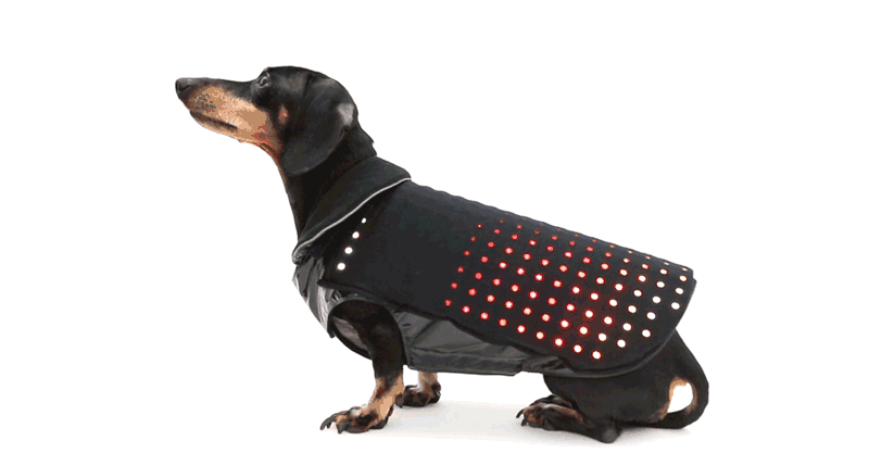 Disco Dog