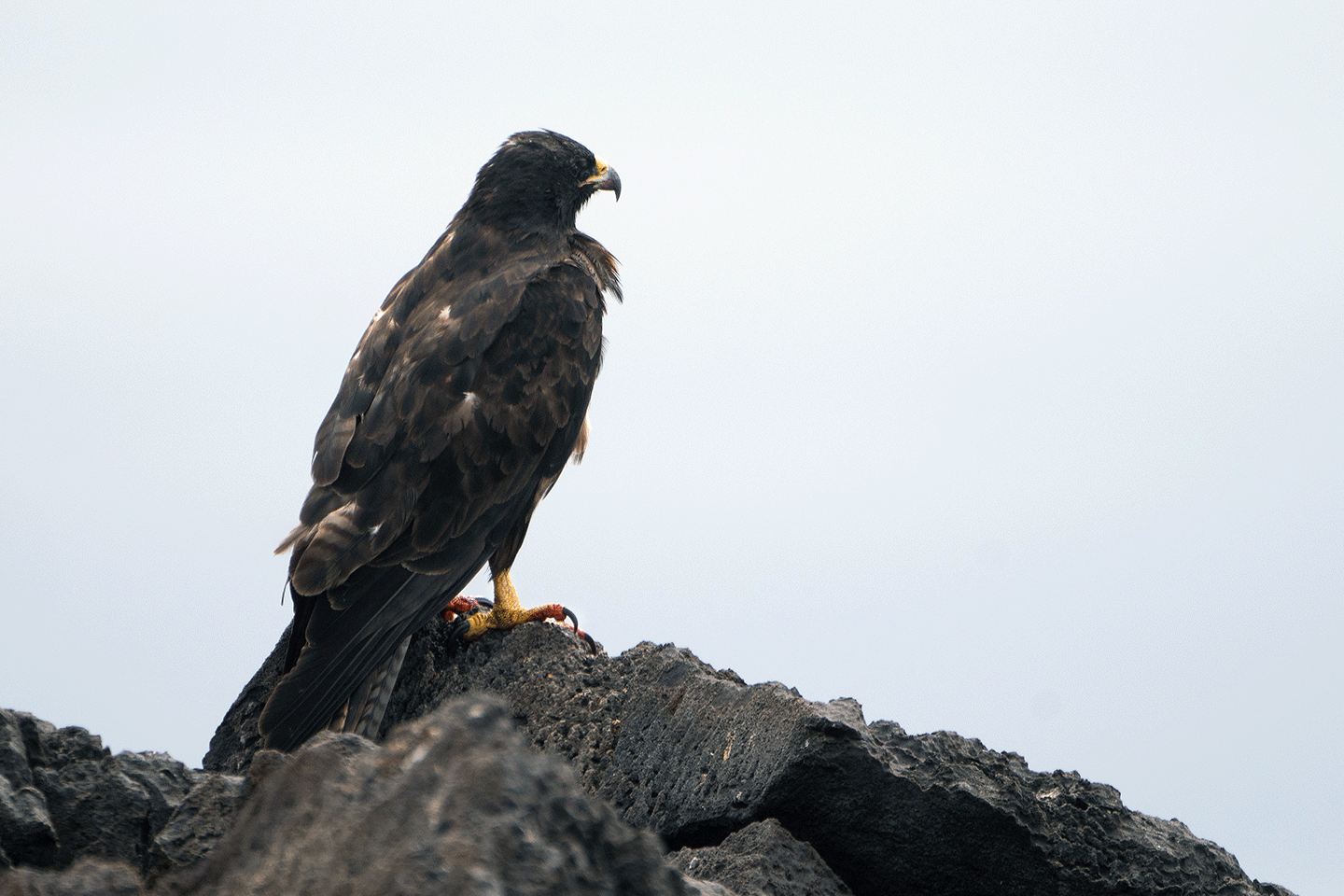 Galapagos Hawk