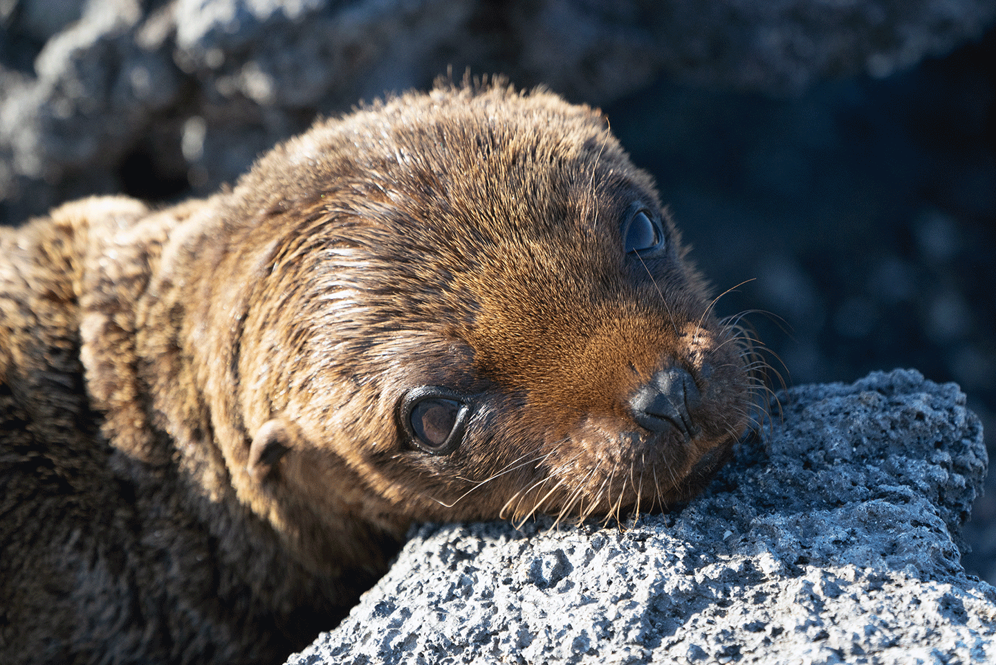 Baby Sea Lion