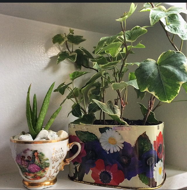 Special guest stylist Mahe Zannettis: place plants in unexpected containers to create a whimsy and decorative arrangement.