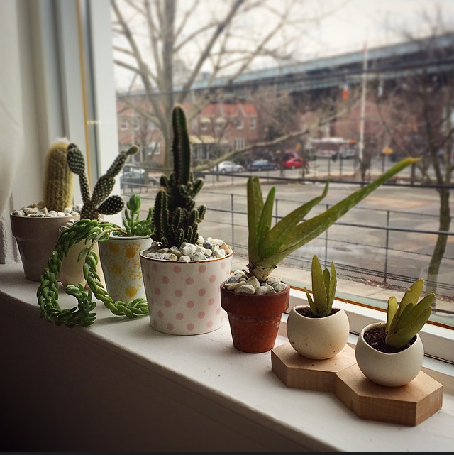 Special guest stylist Mahe Zannettis: make arrangement small arrangements and group them to create a window sill display. Use low maintenance plants like cactus and succulents that only require weekly watering and sunlight. 