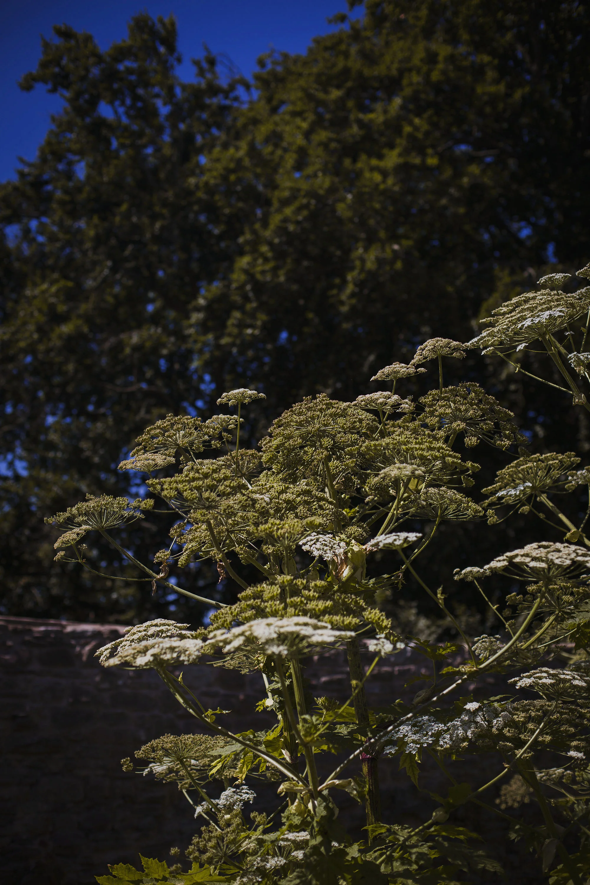 tall plants at usk castle
