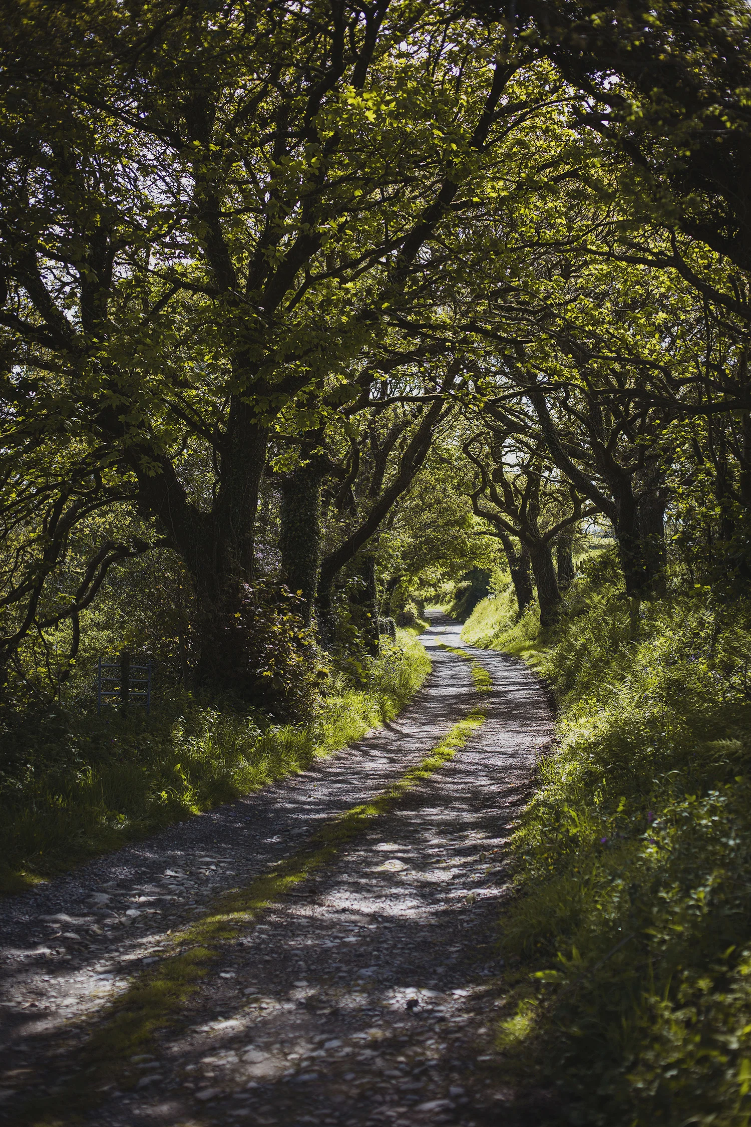 nantwen wedding photography