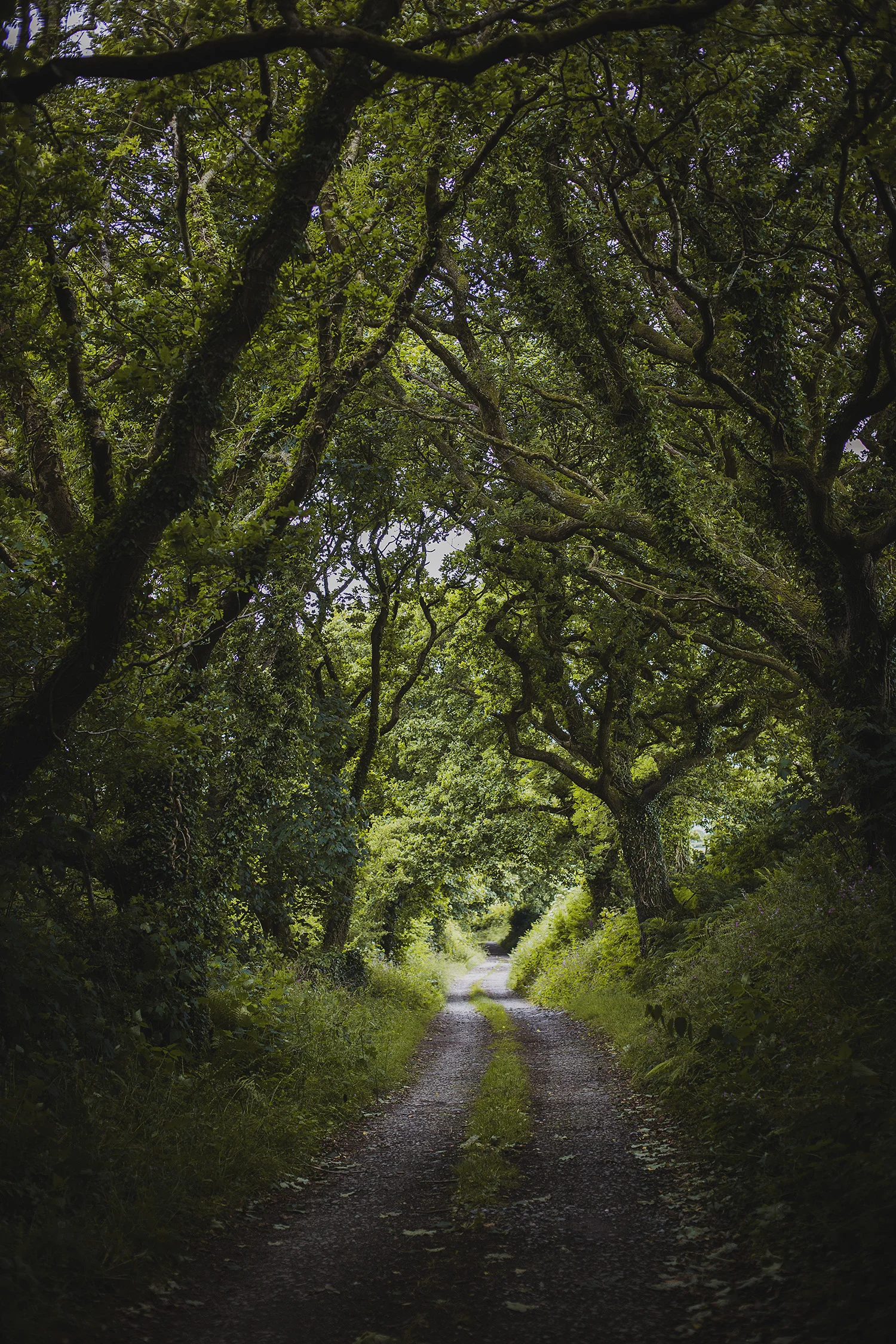 nantwen wedding photography