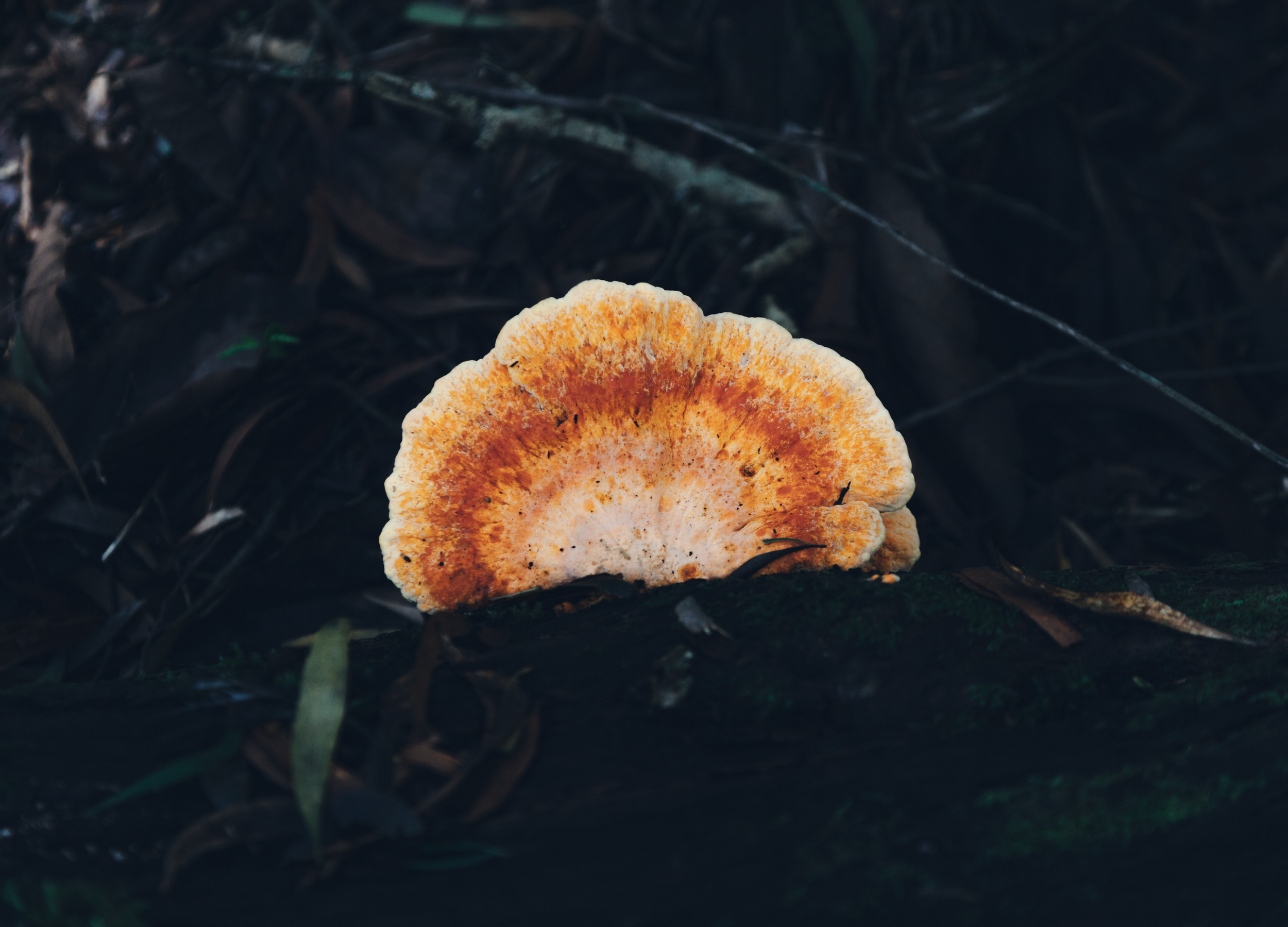 Screen Shot 2026-02-26 at 4.21.32 PM.png