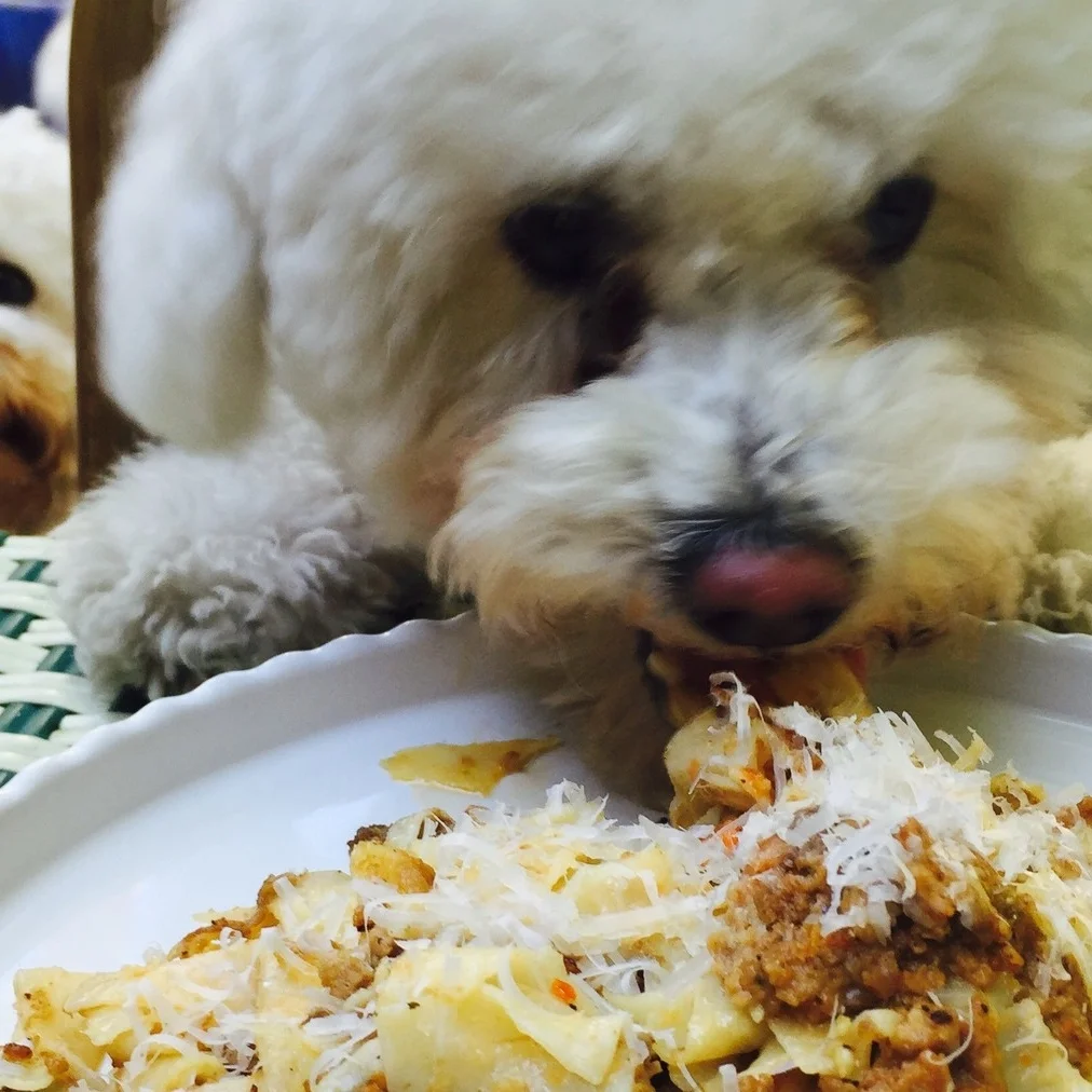  Sparky’s Favorite Bolognese!