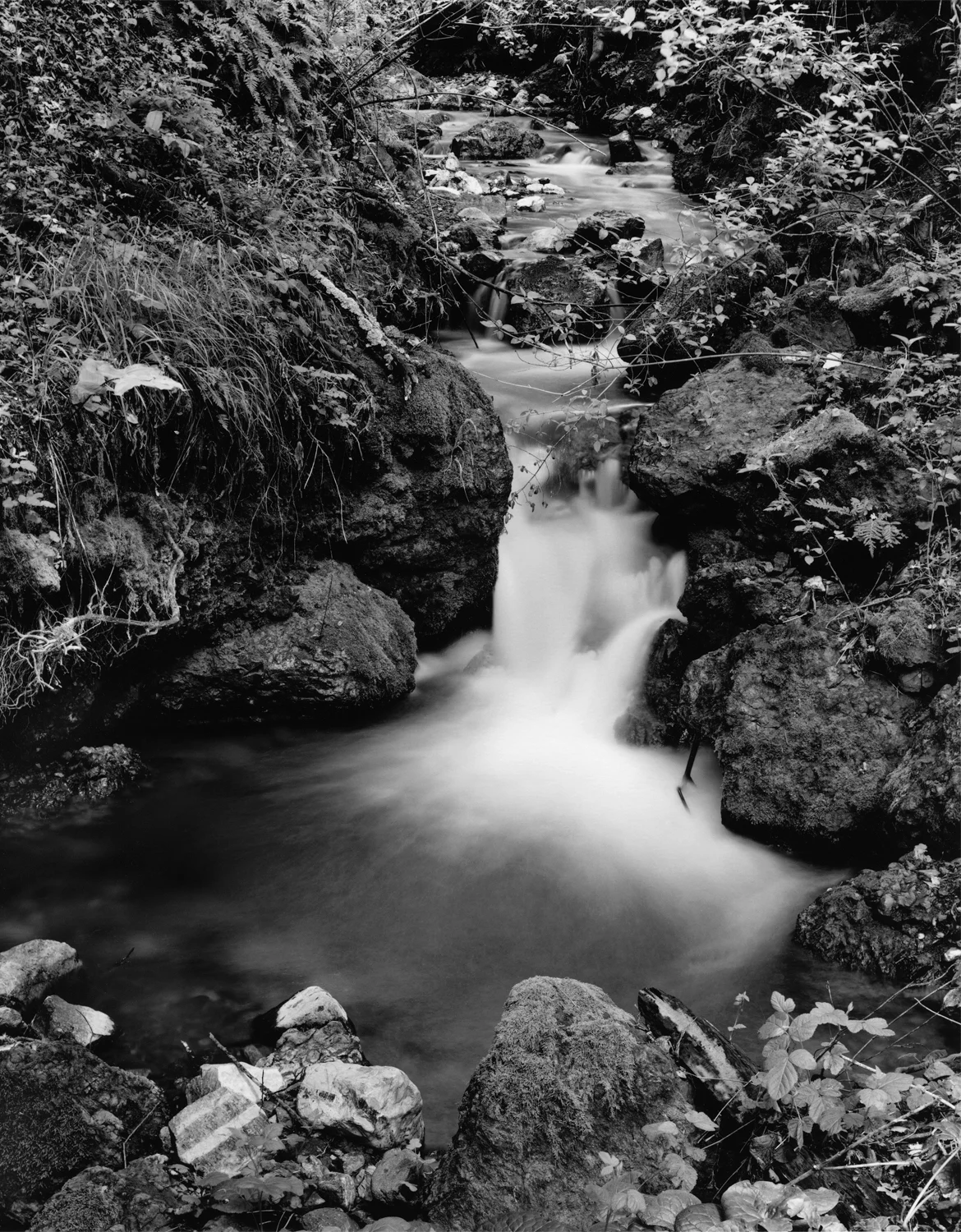 Permanente Creek
