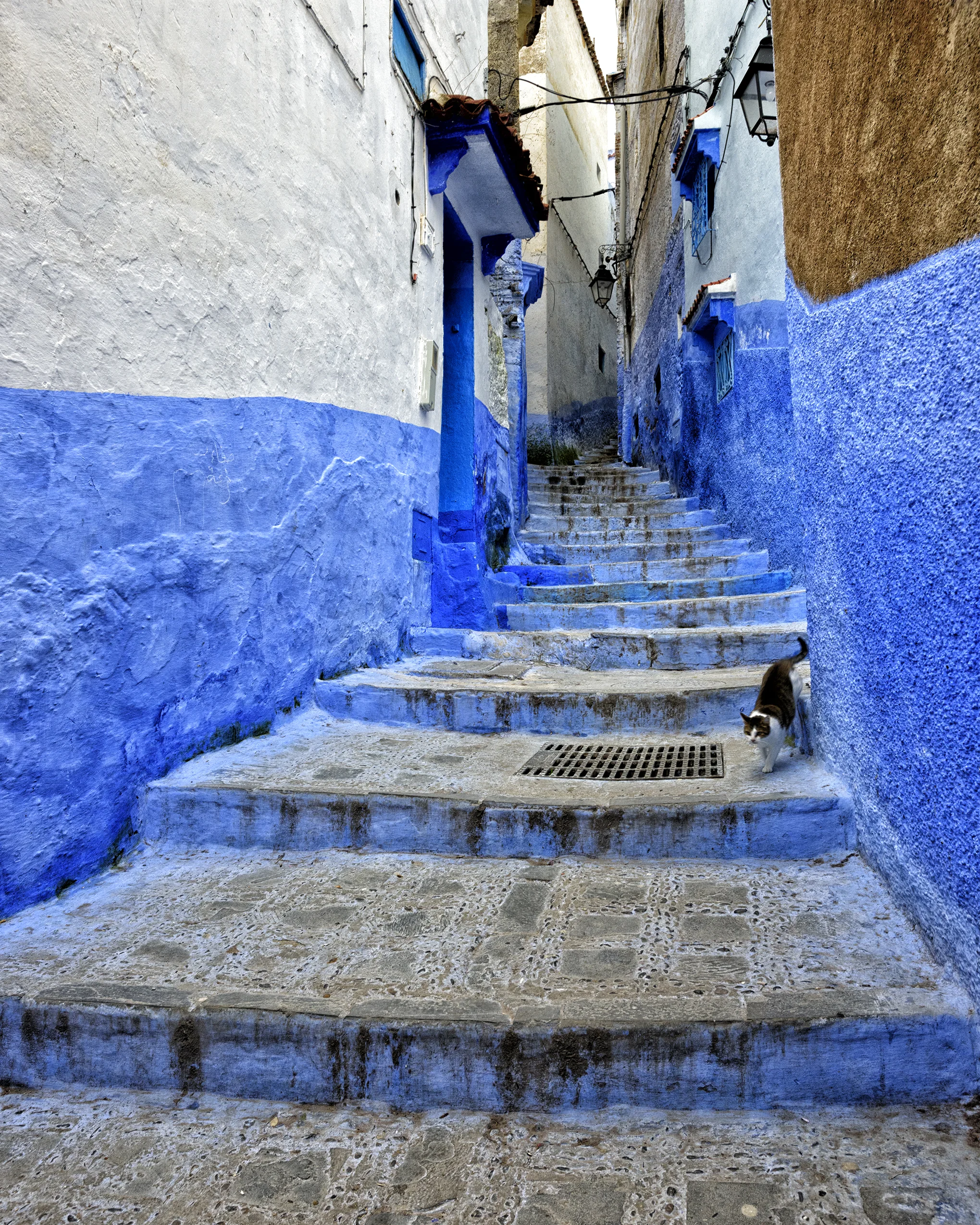Stairs and cat, Chefchaouen #0948