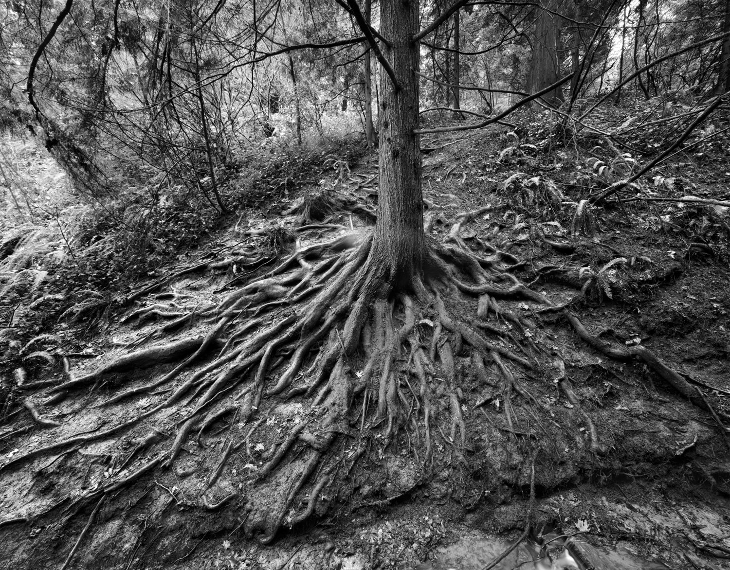 Hemlock, Hoyt Arboretum, Portland, Oregon