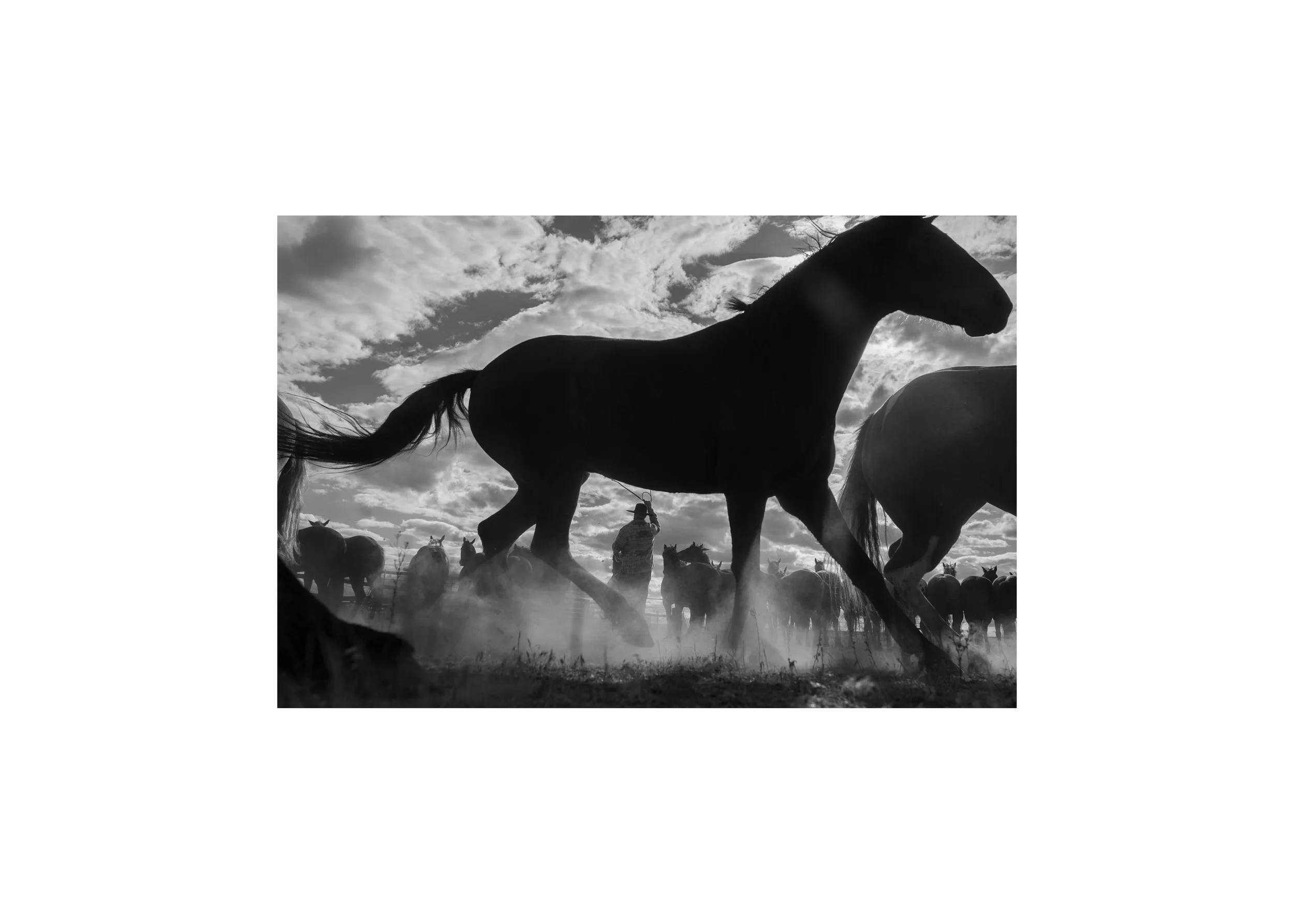 Horse-Fine-Art-Print.jpg