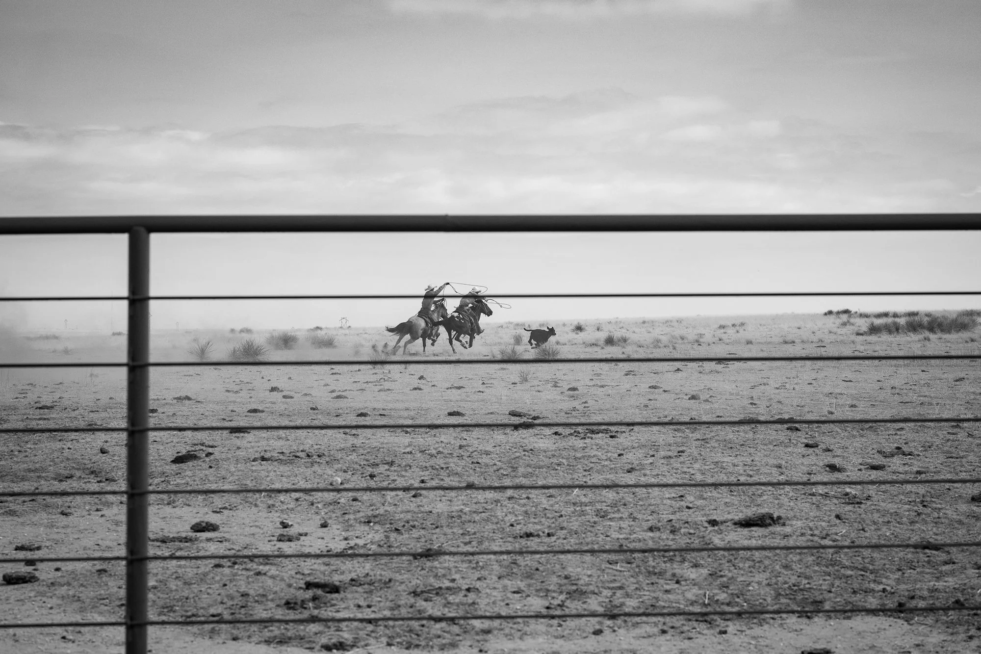 Two cowboys roping a calf in open pasture at the 6666 Ranch in Texas, photographed through fence lines.