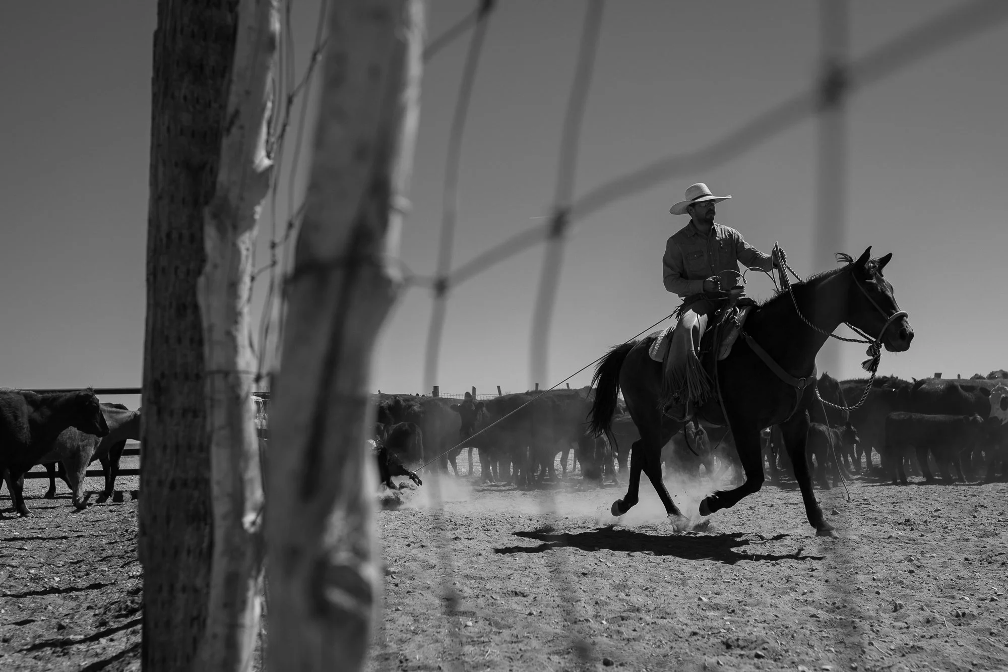 Cowboy on horseback roping cattle inside a dusty corral at the Diamond A Ranch