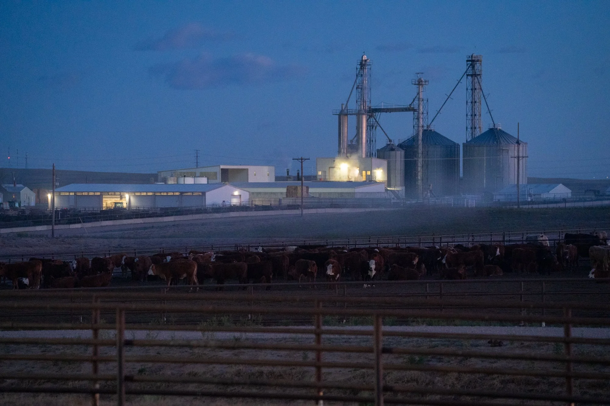 Cattle stand in feedyard pens at dawn with the feed mill and grain silos at Magnum Feedyard in Colorado