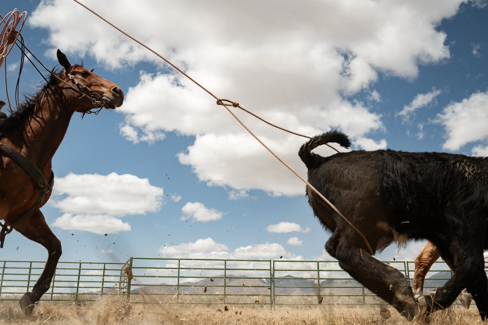 Cowboy on horseback roping calf with rope tension and movement against blue sky