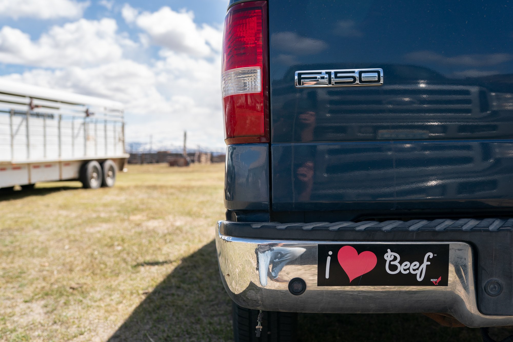 I Love Beef bumper sticker on a truck near livestock trailers at a Nevada bull sale