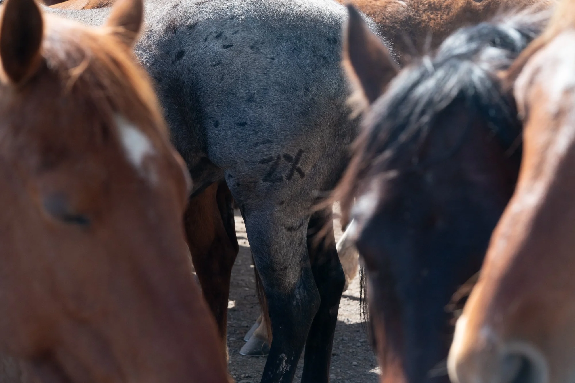 A close view of horses standing together, including a gray horse with a visible ZX brand