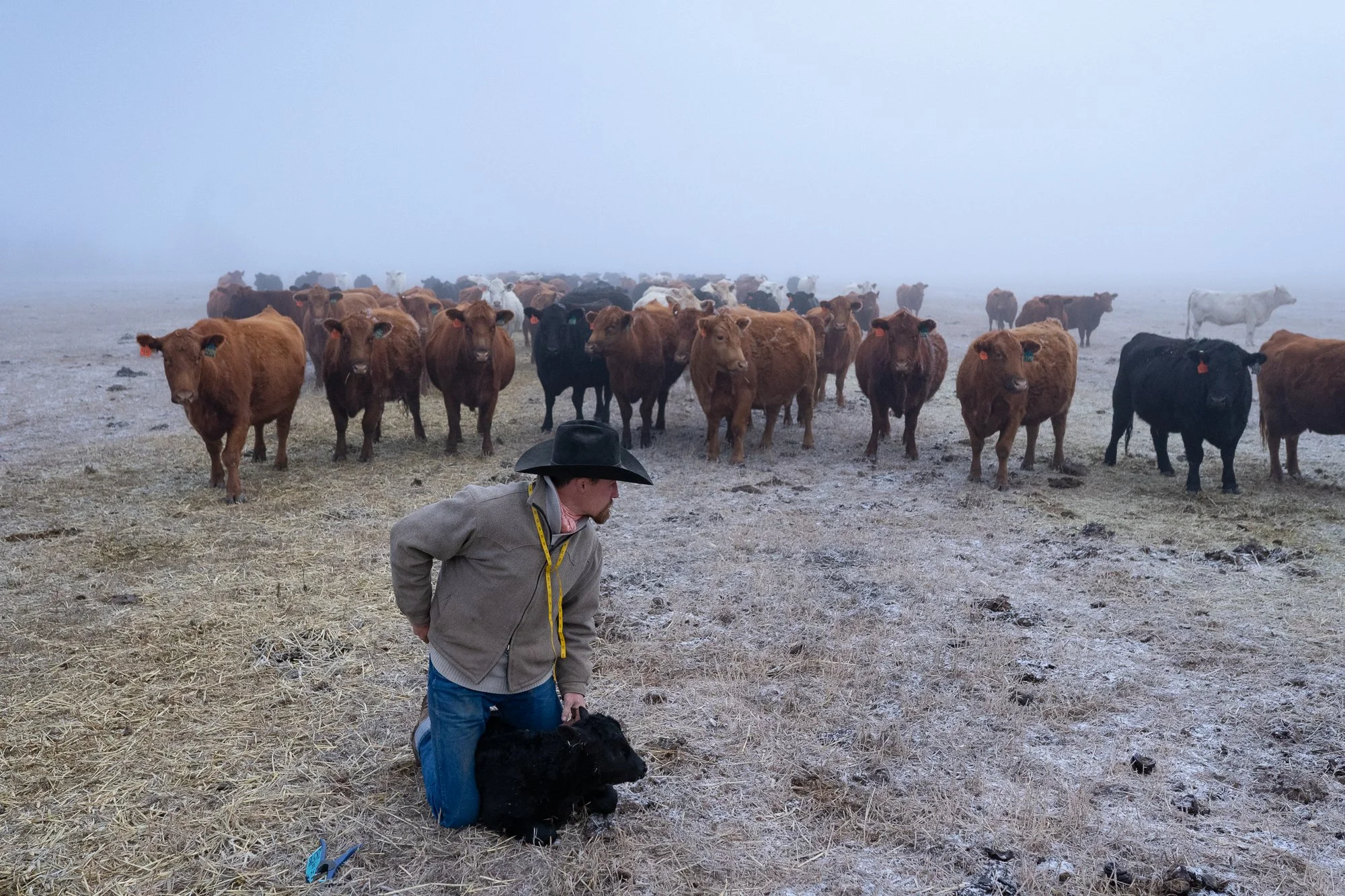 Cowboy tagging a calf during calving season on a Colorado ranch photographed as western lifestyle photography.