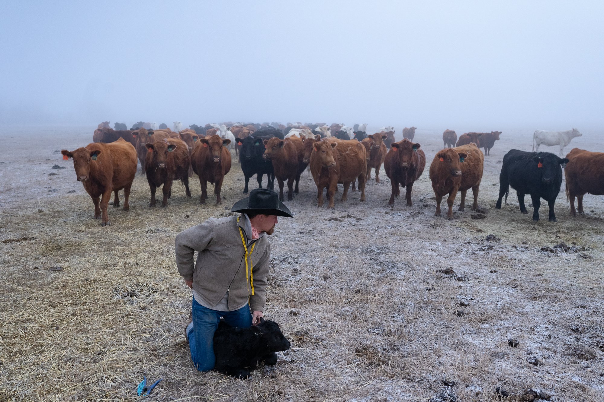 Spring Cattle Photography Western Lifestyle Photographer | Ranch & Cowboy Photography — Rob ...