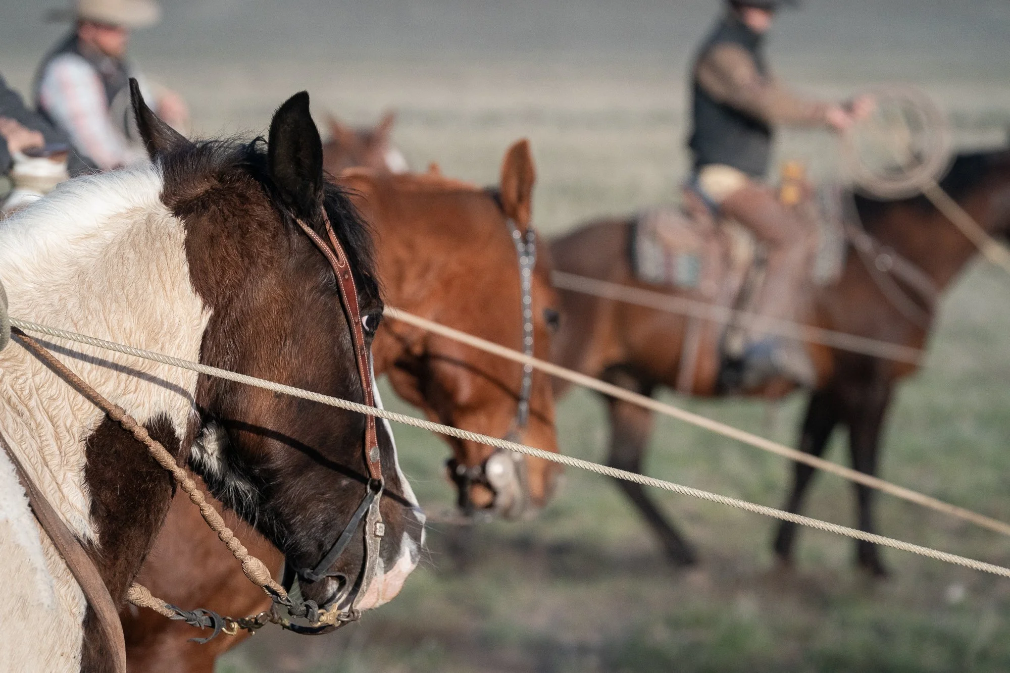 A close view of a horse with ropes crossing the frame while cowboys work from horseback in the background at the ZX Ranch